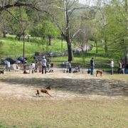 Free Small Dogs In Roanoke Va Free Small Dogs In Roanoke Va
