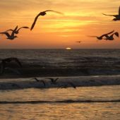 Beach At Daytona Beach Daytona Beach Fl Tripbuzz